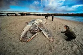  ?? JEFF GRITCHEN — STAFF PHOTOGRAPH­ER ?? Sherri Boyer takes a picture of the carcass of a gray whale found in the Bolsa Chica tidal inlet in Huntington Beach on Feb. 8. While the Unusual Mortality Event, or UME, has been closed, researcher­s will keep a watchful eye at whales that wash ashore.