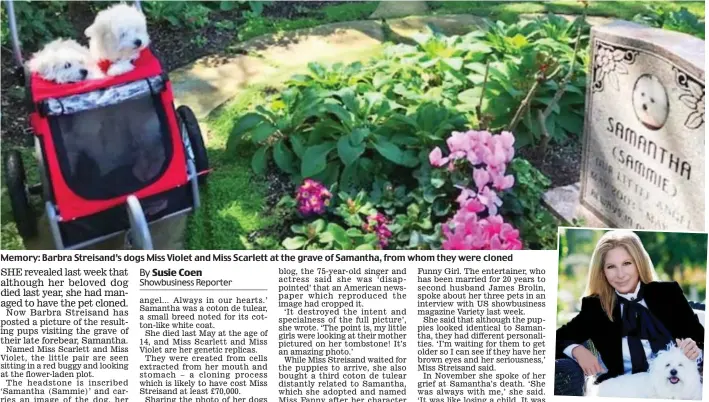  ??  ?? Memory: Barbra Streisand’s dogs Miss Violet and Miss Scarlett at the grave of Samantha, from whom they were cloned 2015: Miss Streisand with Samantha