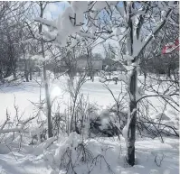  ??  ?? Amanda Pyke shot this photo through her window in Dominion, Cape Breton, on Monday morning.