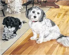  ?? WENDY ELLIOTT ?? The Elliott family’s Havanese dogs — Chica, on the left, and Zorro — have both required urgent veterinary care over the years, with Zorro providing them with quite a heath scare this year.