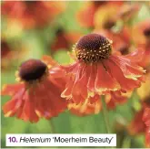  ??  ?? 10. Helenium ‘Moerheim Beauty’