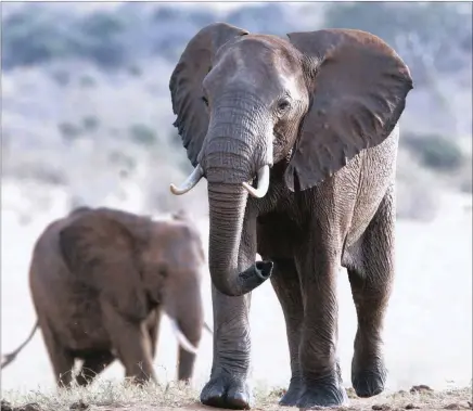  ??  ?? Elephants stroll through the dust in Tsavo East National Park in Kenya. Some African elephant herds are moving out of risky areas. Their plight is a key issue at the Convention on Internatio­nal Trade in Endangered Species of Wild Fauna and Flora...