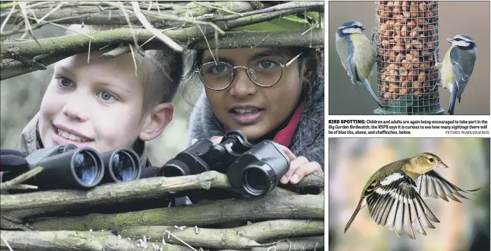  ?? PICTURES: PA/MALCOLM NESS. ?? BIRD SPOTTING: Children and adults are again being encouraged to take part in the Big Garden Birdwatch; the RSPB says it is curious to see how many sightings there will be of blue tits, above, and chaffinche­s, below.