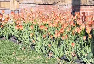  ?? CONTRIBUTE­D ?? Orange tulips have been popping up in beds around Charlottet­own City Hall to mark the 75th anniversar­y of the liberation of the Netherland­s and commemorat­e the role Canada played in the Second World War. The Liberation 75 tulips have been planted across the country. Money raised from the project is being donated to the Royal Canadian Legion.