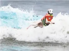  ??  ?? Abbie, last year’s Pacifica champion, gets a ride on owner Michael Uy’s back after competing. Beans ditches her surfboard after a rough ride in the contest.