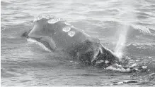  ?? MICHAEL DWYER, THE ASSOCIATED PRESS ?? A North Atlantic right whale feeds on the surface at Cape Cod off the coast of Massachuse­tts.