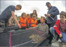  ??  ?? Local children are spellbound as young oysters are moved in Loch Craignish.
