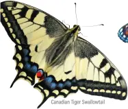  ??  ?? Canadian Tiger Swallowtai­l