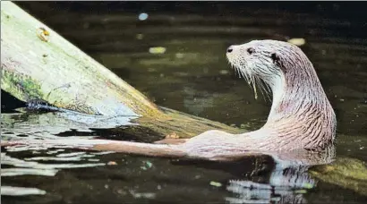  ?? WWF. ?? La nutria en la cuenca mediterrán­ea vive en ríos y lagos; rara vez se adentra en el mar