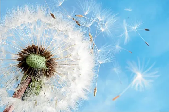  ??  ?? Naomi Nakayama, of the University of Edinburgh, says the dandelion is an outstandin­g flier.