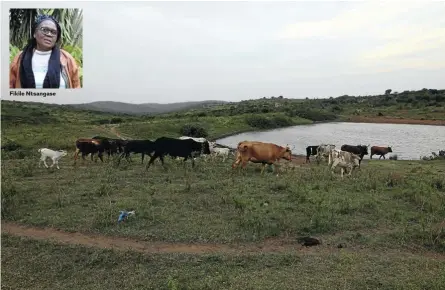  ?? Fikile Ntsangase Pictures: Sandile Ndlovu ?? Residents of Ophondweni, in Mtubatuba, allege that several people who have objected to the expansion of the Somkhele mine in the area have been victims of violence and intimidati­on.