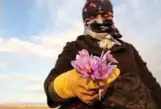  ??  ?? An Iranian woman holds saffron flowers at a field in Khorasan province of northeaste­rn Iran.