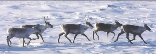  ?? THE CANADIAN PRESS FILES ?? The Alberta and federal government­s have agreed on a caribou protection deal giving them five years to take action.