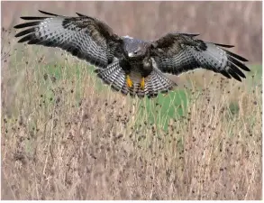  ??  ?? Buzzard by Terry Hancock Camera: Canon EOS 7D Lens: 50-500MM Shutter Speed: 1/1,250 Aperture: f/6.4 ISO: 640