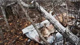  ?? The Canadian Press ?? A Caribou lays in the woods ready to be skinned in a file photo from 2016.