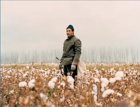  ??  ?? November 2016. A young Uyghur seasonal worker in the last days of the cotton harvest in Luntai county, Xinjiang, between Korla and Kuqa, north of the Taklamakan Desert. Cotton is one of the largest agricultur­al industries in the province and many local Uyghurs are used as cheap seasonal labour during the harvest.