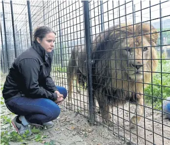  ??  ?? MANE ATTRACTION: A staff member kneels down in front of a lion in his cage at the temporary shelter of the Stichting Leeuw (Lion Foundation) refuge in Anna Paulowna.