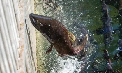  ?? Photograph: Brian Davies/AP ?? A spring chinook salmon reaches the end of the run at a hatchery in Oregon.