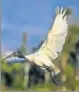  ?? BIRDWATCHE­R JAMESBOND SHARMA ?? Oriental white ibis.