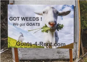  ??  ?? Turn your herd into goatscaper­s, and rent them out to landowners with large acres that need clearing.
