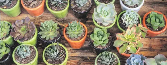  ?? GETTY IMAGES/ISTOCK ?? Many varieties of cacti produce spectacula­r flowers. It’s important to provide proper drainage for your plants and not to overwater.