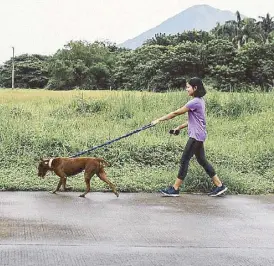  ??  ?? Walk it out: Volunteers get to know the dogs better through activities like their morning walk around the farm.