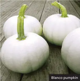  ??  ?? Blanco pumpkin
