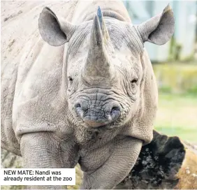  ??  ?? NEW MATE: Nandi was already resident at the zoo