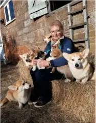  ??  ?? Lynne Creech, from Somerset, who breeds Pembrokes and helps run a rescue service, with some of her affectiona­te corgi family.