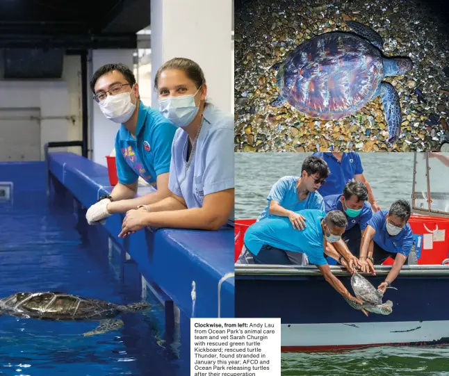  ??  ?? Clockwise, from left: Andy Lau from Ocean Park’s animal care team and vet Sarah Churgin with rescued green turtle Kickboard; rescued turtle Thunder, found stranded in January this year; AFCD and Ocean Park releasing turtles after their recuperati­on