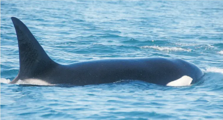  ?? Photos: Mark Stachiew/ Postmedia News ?? Visitors can get surprising­ly close to whales during a whale-watching expedition off Victoria, but boat captains keep a healthy distance from the animals so as not to bother them.