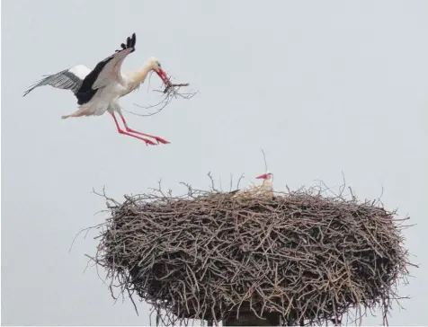  ?? Foto: Gerhard Mayer ?? Storch, Storch, du guter... Die Störche sind wieder da. Und sie sorgen in vielen Orten der Region wieder für Spektakel und tolle Fotomotive.