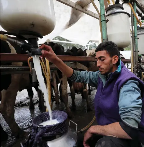  ?? Getty Images ?? Top left, Palestinia­ns wait in line for fresh milk, which has become a rare commodity in Gaza city since the war began; above, Jaber Abu Ajwa is one of only a few dairy farmers left in the besieged enclave still supplying milk to people