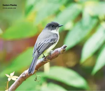  ?? STOCK.ADOBE.COM ?? Eastern Phoebe