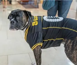  ??  ?? Ace shows off his Steelers coat at a media event Wednesday.