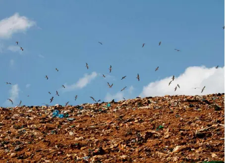  ??  ?? طيور تلتقط غذاءها من فضلات الطعام في مكب النفايات الهائل قرب طرابلس