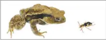  ?? SHINJI SUGIURA ET AL. / KOBE UNIVERSITY VIA THE NEW YORK TIMES ?? When toads swallow bombardier beetles, the beetles produce a poison that prompts some of the toads to vomit them up still alive, researcher­s found.