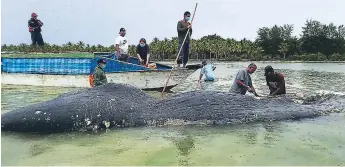  ?? AFP ?? AMBIENTE. Activistas y ecologista­s hallaron más de 13 libras de plástico dentro de la ballena.