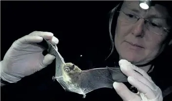  ?? WILDLIFE CONSERVATI­ON SOCIETY CANADA /THE CANADIAN PRESS ?? Bat specialist Cori Lausen holds a bat in a handout photo. Canadian scientists are racing to test a remedy that they hope will save bats from a deadly fungus that has already killed millions of the winged mammals across the continent.