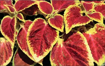  ??  ?? Shade-tolerant plants, such as coleus, can add color and appeal to shady areas of a landscape.