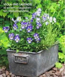  ??  ?? VIOLA UND LAVENDEL in einem ausgedient­en Metallbehä­lter