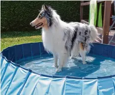  ?? Foto: Metschl ?? Hündin Miley genießt bei der Hitze der Hundstage eine Abkühlung im Wasserbeck­en. Die hohen Temperatur­en sind für Vierbeiner eine große Belastung.