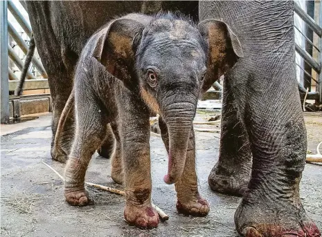  ?? Foto: Roman Vodička, Zoo Praha ?? Čerstvě na světě Několik hodin stará samička slona indického na snímku ze soboty prozkoumáv­á okolí. Matce Janitě se mládě narodilo před druhou hodinou ranní, ven se podívá podle počasí, čeká se na oteplení, které by mohlo přijít ve čtvrtek.