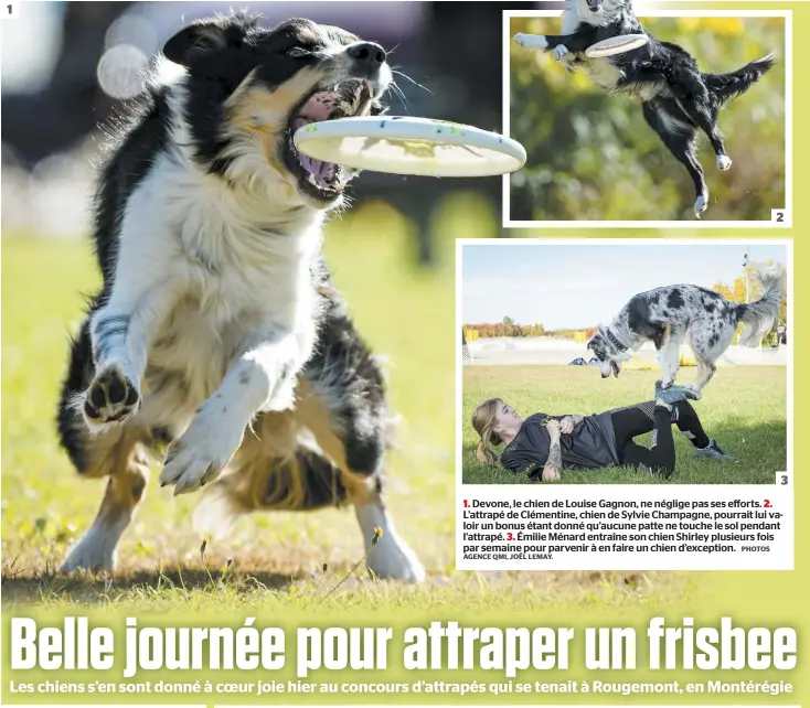  ?? AGENCE QMI, JOËL LEMAY. PHOTOS ?? 2 3 1. Devone, le chien de Louise Gagnon, ne néglige pas ses efforts. 2. L’attrapé de Clémentine, chien de Sylvie Champagne, pourrait lui valoir un bonus étant donné qu’aucune patte ne touche le sol pendant l’attrapé. 3. Émilie Ménard entraîne son chien Shirley plusieurs fois par semaine pour parvenir à en faire un chien d’exception.