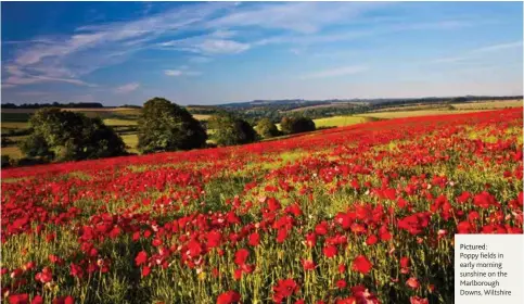  ??  ?? Pictured:
Poppy fields in early morning sunshine on the Marlboroug­h Downs, Wiltshire