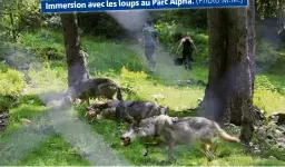  ?? (Photo M.M.) ?? Alpha. Immersion avec les loups au Parc