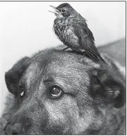  ??  ?? Stu Preissler’s hunting dog, Goober, offers photograph­ic proof of the existence of the ruffled-breasted dog tick thrush, long thought to be extinct.