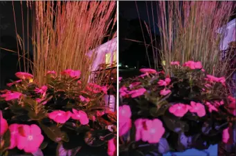  ??  ?? While both of these Night mode photos are soft, the Note 10+ (left) also grabbed too much of the red from the flowers and added a tint to the rest of the photo, while the Pixel 3 XL (right) had a more accurate colour balance