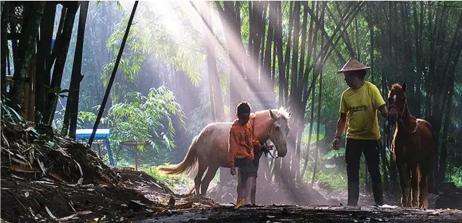  ?? FOTO-FOTO: IRSAM S FOR JAWA POS ?? KEAJAIBAN: Bias sinar matahari menerobos di antara dedaunan di Hutan Bambu Andeman. Fenomena ini bisa dinikmati hampir setiap pagi di hutan bambu tersebut dan sering menjadi buruan fotografer.