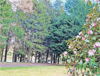  ?? ?? Blooming Rhododendr­ons brightenin­g up the woods at the university by Lorna Donaldson